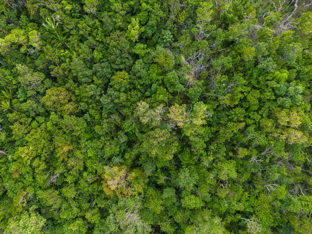 Luchtfoto groen tropisch bos op zee eiland koolstof recycling ecologie systeem natuur landschap abckground - Foto, afbeelding