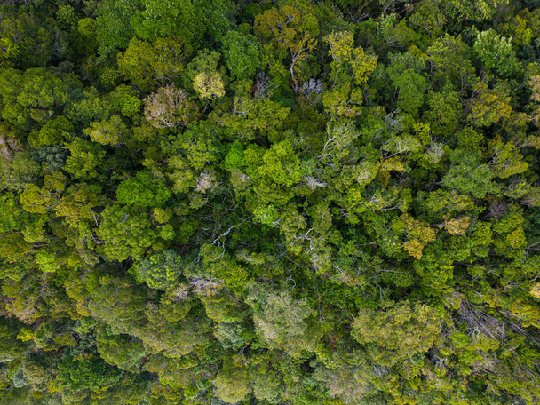 Luchtfoto groen tropisch bos op zee eiland koolstof recycling ecologie systeem natuur landschap abckground - Foto, afbeelding