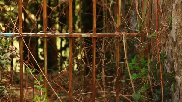 régi fém kerítés - Felvétel, videó