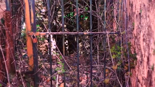 старый металлический забор - Кадры, видео