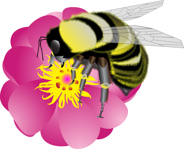 Mehiläinen - Vektori, kuva