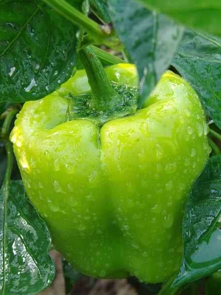 Green pepper - Φωτογραφία, εικόνα