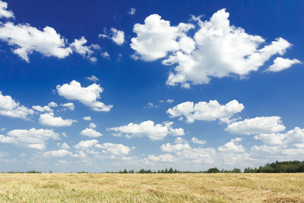 Cumulus sur ciel bleu aéro au-dessus du champ de couleur de la verge d'or des grains récoltés
 - Photo, image