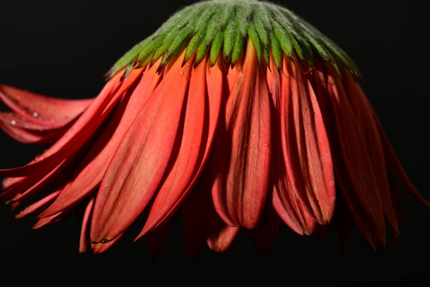 lähikuva kaunis gerbera kukka tummalla pohjalla  - Valokuva, kuva
