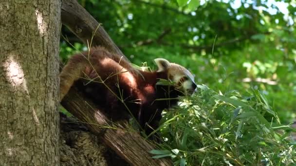 Le panda rouge, Ailurus fulgens, aussi appelé le petit panda et le chat-ours rouge assis sur un arbre. - Séquence, vidéo