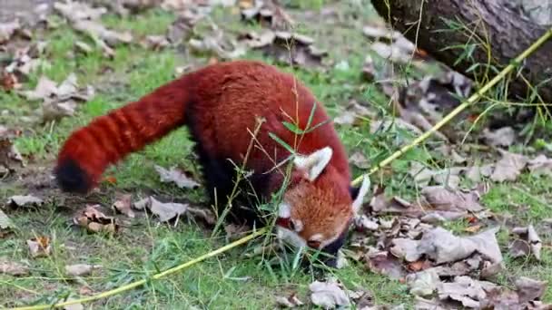 Kırmızı panda, Ailurus fulgens, daha küçük panda ve ağaçta oturan kırmızı kedi ayı olarak da bilinir.. - Video, Çekim
