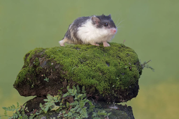 Campbell Dwarf Hamster Eating Peanuts Moss Covered Ground Rodent Has Stock  Photo by ©iwayansumatika 547378198
