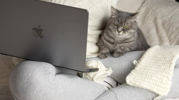 Krivoy Rog Ukrayna - 12.10 2023: Beyaz örgü kazaklı, kollarında kedisi olan tanınmayan bir kız dizüstü bilgisayar klavyesi Apple MacBook Pro Grey 'e yazı yazıyor. Yakın plan. Yan görüş. 4k görüntü - Video, Çekim
