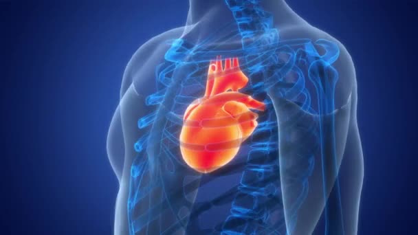 Concepto de animación de anatomía cardíaca del sistema circulatorio humano - Imágenes, Vídeo