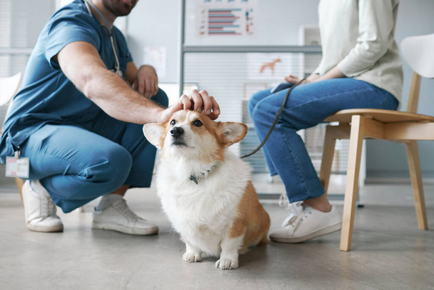 Χαριτωμένο αφράτο σκυλί welsh pembroke corgi απολαμβάνοντας αγκαλιά του κτηνίατρου κάθεται σε καταλήψεις μπροστά από τον ιδιοκτήτη κατοικίδιων ζώων και τη διαβούλευση της σε κλινικές - Φωτογραφία, εικόνα