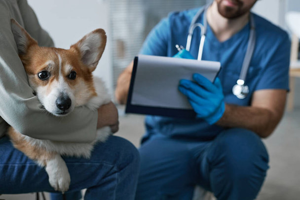Focus on sick welsh pembroke corgi dog held by young female owner in casualwear sitting in front of vet doctor making notes in document - Photo, Image