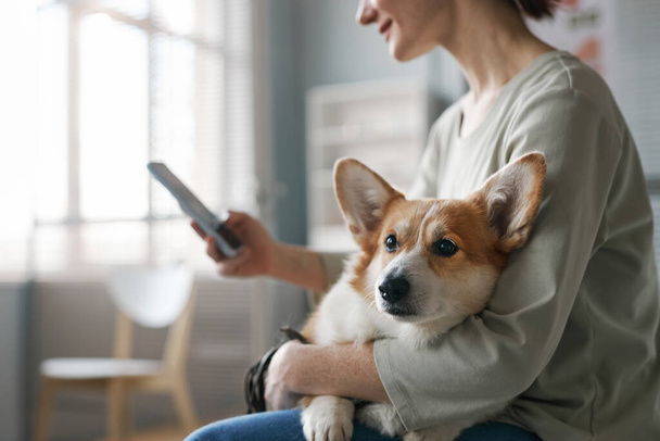 獣医診療所のホールに座っている間携帯電話を使用してウェールズBamrokeコルジ犬の若い女性の所有者の側面のビュー - 写真・画像
