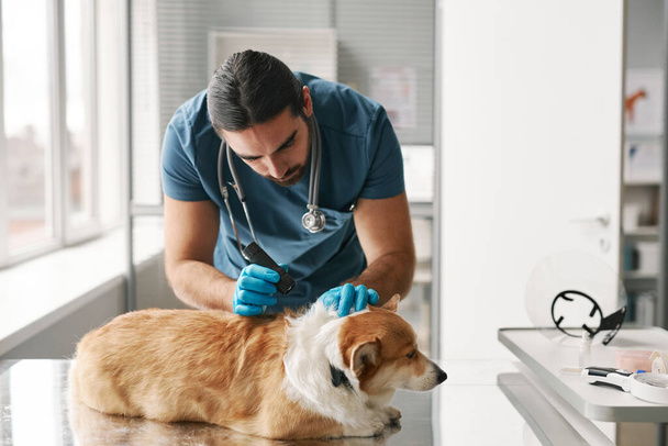 Νεαρός κτηνίατρος με μικρό φακό εξετάζει το δέρμα του αφράτου άρρωστου σκύλου corgi που βρίσκεται στο τραπέζι στο ιατρικό γραφείο κατά τη διάρκεια του check up - Φωτογραφία, εικόνα