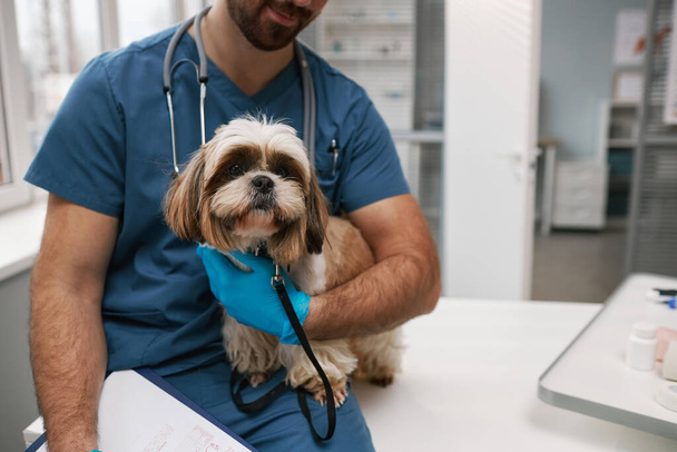 Niedlicher York Terrier, gehalten von einem jungen männlichen Tierarzt in Handschuhen und blauer Uniform, sitzt auf einem medizinischen Tisch im Büro moderner Tierkliniken - Foto, Bild