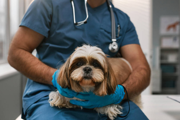 Primo piano di cute soffici yorkshire terrier detenuto da giovane veterinario professionista in guanti e uniforme blu seduto in studio medico - Foto, immagini