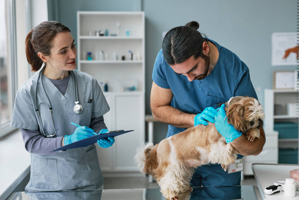 Joven veterinario médico examinando lindo yorkshire terrier en la mesa médica, mientras que su asistente en uniforme haciendo notas en el documento - Foto, Imagen