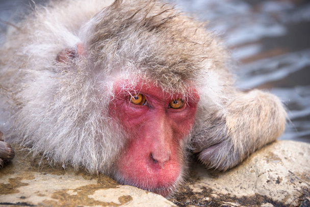 Macaques koupel v horkých pramenech v parku Jigokudani, Nagano, Japonsko. - Fotografie, Obrázek