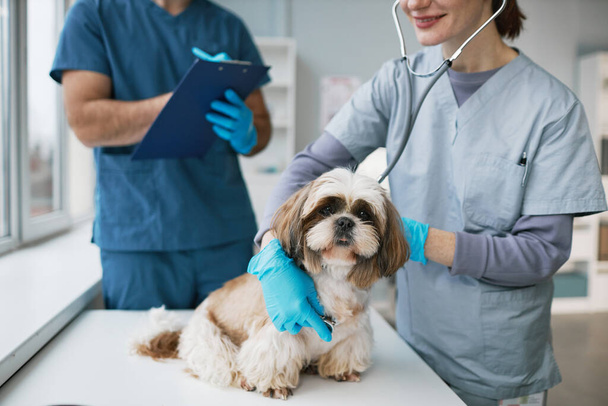 Primer plano del joven veterinario clínico examinando lindo yorkshire terrier con estetoscopio en la oficina médica contra su colega haciendo notas - Foto, Imagen