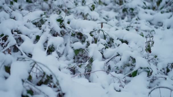 Cespugli ricoperti di neve soffice nella foresta in inverno - Filmati, video