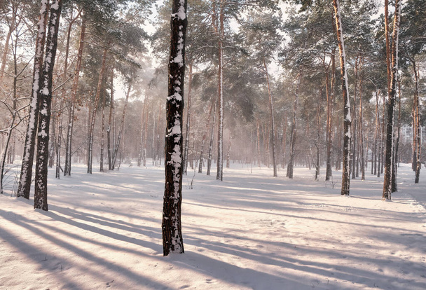 Tyyni puisto kohtaus talvella mäntyjen koristeltu lumisade kirkkaan auringon alla. - Valokuva, kuva