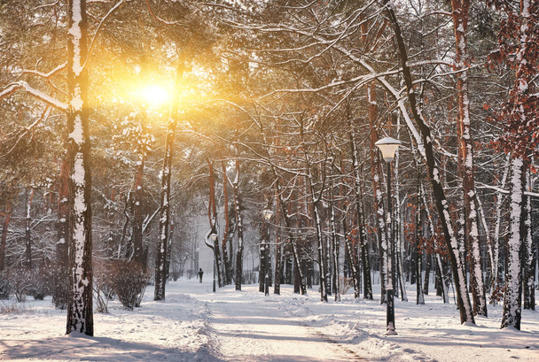 paisaje del parque de invierno con árboles cubiertos de nieve en un día de frío soleado - Foto, Imagen