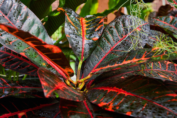 Fogliame tropicale lussureggiante nel Conservatorio dell'Indiana, evidenziando le vene rosse vibranti e le goccioline di acqua dolce sulle foglie verdi lucide - Foto, immagini