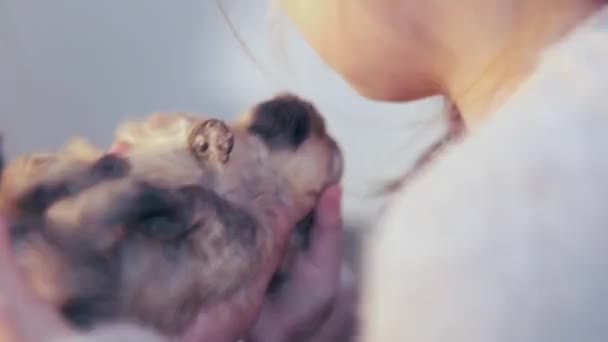 Egy kislány egy pomerániai kiskutyát tart a karjában és megcsókolja. Kiváló minőségű fénykép - Felvétel, videó