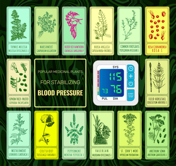 Set of Hand drawn illustrations. TOP MEDICINAL HERBS FOR NORMALIZING BLOOD PRESSURE - Photo, Image