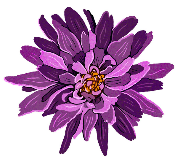 Фіолетова рука намальована квітка далії ізольована на білому тлі. Сучасна ілюстрація плоскої моди. - Фото, зображення
