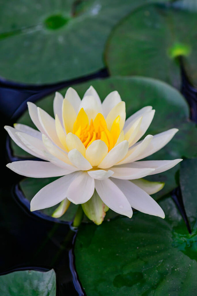 Gele Lotus Bloem in de Vijver, Thailand. - Foto, afbeelding