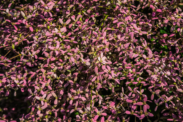 Tausta pieni violetti kukka, Thaimaa. - Valokuva, kuva