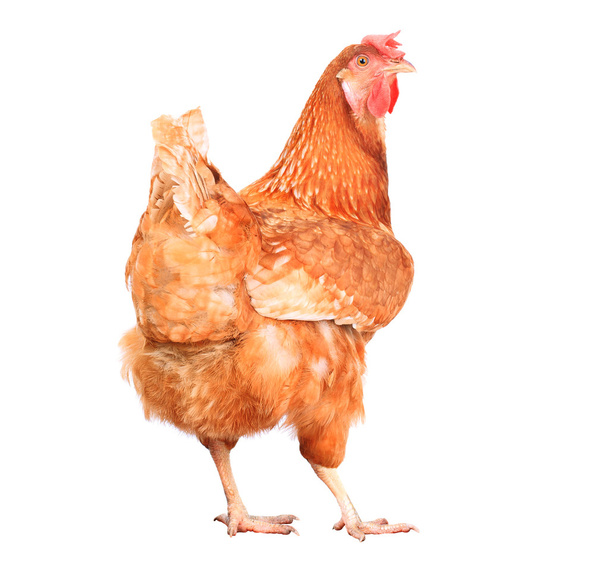Full body of brown chicken hen standing isolated white backgroun - Photo, Image