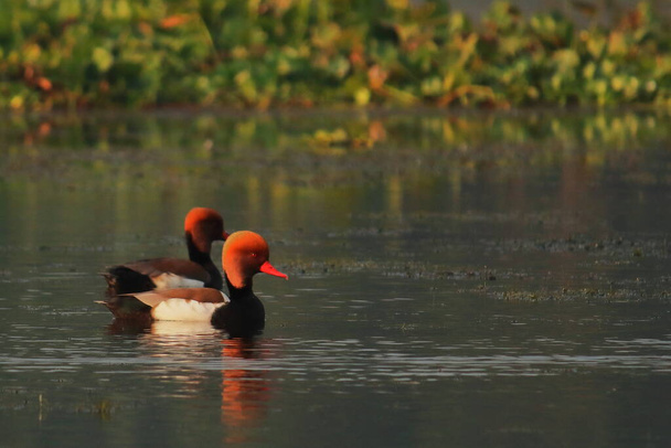 Güzel dalış yapan ördek sürüsü kırmızı ibikli pochard (netta rufina), chupir char veya purbasthali kuş barınağındaki göçmen kuşlar Batı Bengal, Hindistan - Fotoğraf, Görsel