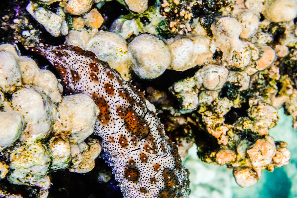 υπέροχο μεγάλο πολύχρωμο σαλιγκάρι μεταξύ των κοραλλιών στην Αίγυπτο - Φωτογραφία, εικόνα