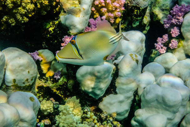 μόνο picasso triggerfish κοντά στα κοράλλια στην Ερυθρά Θάλασσα egypt - Φωτογραφία, εικόνα