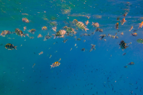 miles de peces sargento indopazific en agua azul clara del mar rojo en Egipto - Foto, Imagen