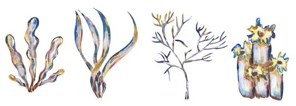 Akrilik el boyalı mercan çizim seti, altın renginde kabuk klipsi, okyanus hayatı klipsi sanatı. - Fotoğraf, Görsel