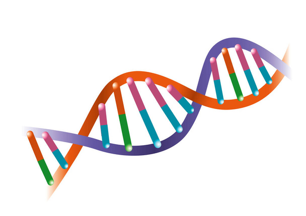Buntes DNA-Doppelhelix-Strukturdiagramm - Vektor, Bild