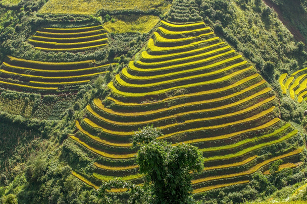 Rice fields on terraced of Mu Cang Chai, YenBai, Vietnam. Rice fields prepare the harvest at Northwest Vietnam - Photo, Image