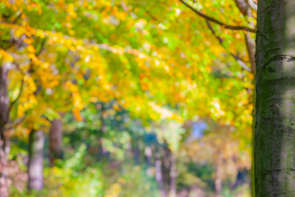 Осенняя композиция и концепция с тонким стволом дерева в фокусе, золотисто-желтая и зеленая листва освещается солнечным светом на размытом туманном фоне, солнечный день - Фото, изображение