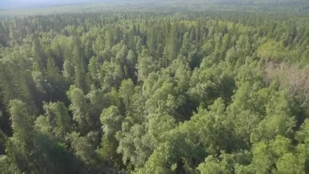 Metsä vuorilla Maisema Kesä Matkustaa villi luonto luonnonkaunis antenni näkymä. Kesäkoivu, kuusen ja mäntymetsän antenninäköala 4K - Materiaali, video