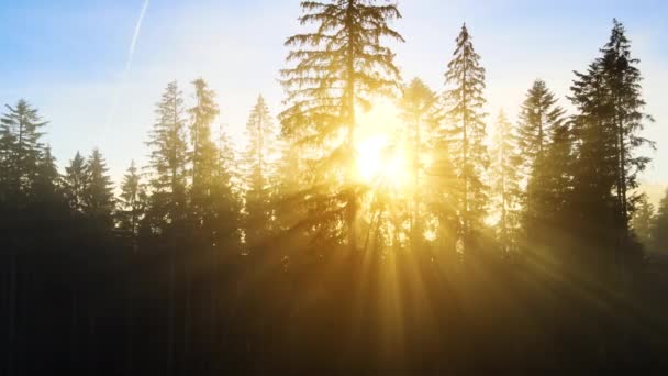 Sun beams shining in foggy pine woods at sunset with spruce trees in autumn mountains. Beautiful nature scenery. - Footage, Video