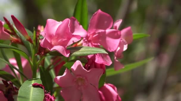 Close-up de flor rosa. Lindas flores de Bush rosa
. - Filmagem, Vídeo