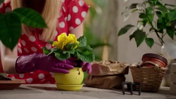 Γυναίκα με κόκκινο φόρεμα κάνει κηπουρική στο σπίτι. Μερική άποψη της κυρίας με γάντια κήπου που φυτεύει λουλούδια στην κατσαρόλα. Υψηλής ποιότητας 4k πλάνα - Πλάνα, βίντεο