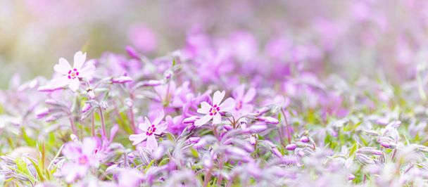 Lähikuva vaaleanpunainen sammal phlox kukkia vaaleanpunainen verbena hämärtynyt tausta - Valokuva, kuva