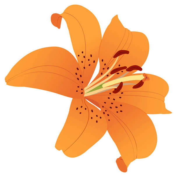  Orangenlilie blüht. Kanada Lilien. Sommerblumen. Transparenter Hintergrund. Vektorillustration. EPS 10.  - Vektor, Bild