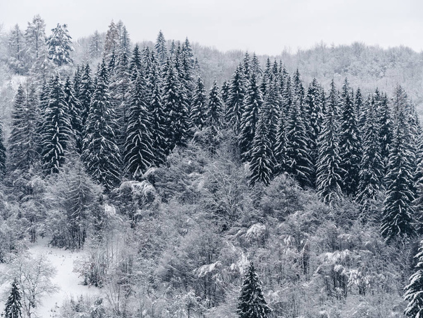 Bosque de picea cubierto de nieve blanca Nieve brumosa Montañas Cárpatos paisaje vista. Abeto de pino nevado con niebla en los Cárpatos. Paisaje de madera escénica Pueblo en Transcarpathia Ucrania Europa - Foto, imagen