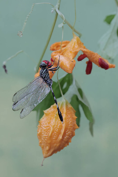 Un faucon vert du marais repose sur une poire baumier. Cet insecte a le nom scientifique Orthetrum sabina. - Photo, image