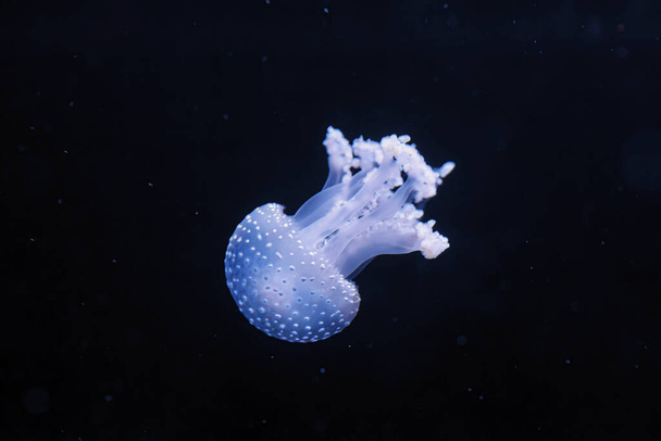 plan sous-marin d'une belle méduse australienne tachetée gros plan - Photo, image
