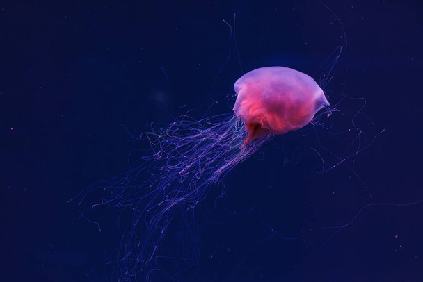 underwater photography of a beautiful lion's mane jellyfish cyanea capillata close up - Photo, Image